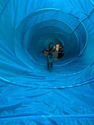 Human Cat Tunnel