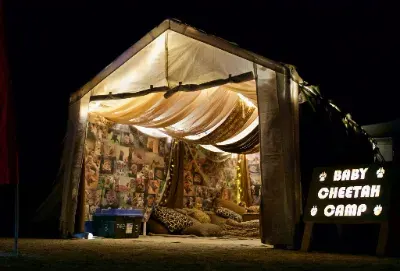 Baby Cheetah Camp