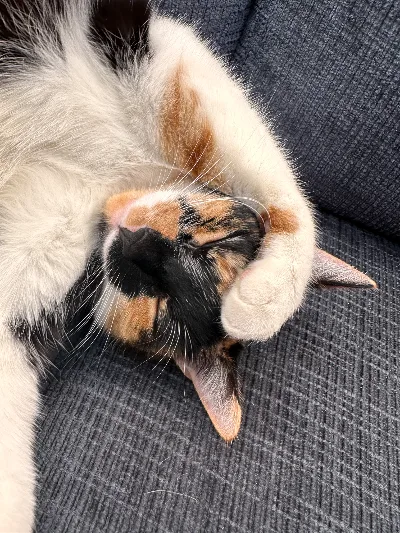 Your mom's cats - community kitty wall